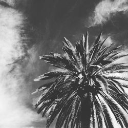 Low angle view of palm trees against sky