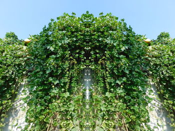 Low angle view of tree against sky