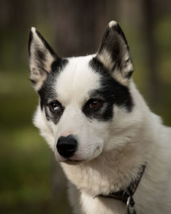 Close-up portrait of dog