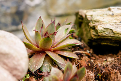 Close-up of plant