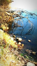 Plants in water