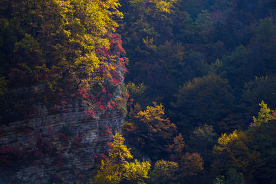 High angle view of trees in forest during autumn