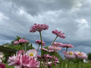 Close-up of pink flowering plants on field