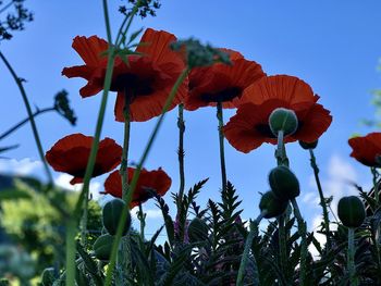 Low angle view of red flowering plant against blue sky