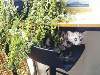 Portrait of cat by plants