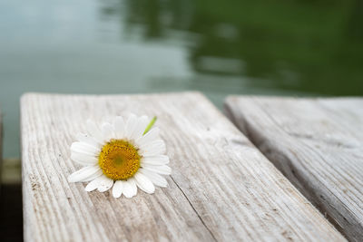 Close-up of white daisy on wooden pier