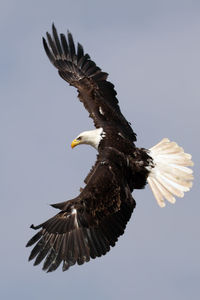 Low angle view of eagle flying against clear sky