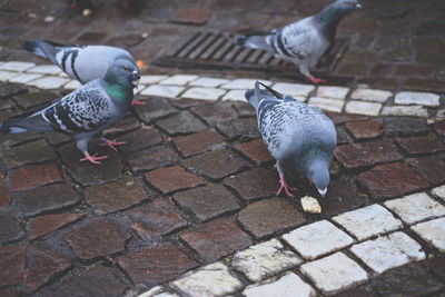 High angle view of pigeon perching on footpath