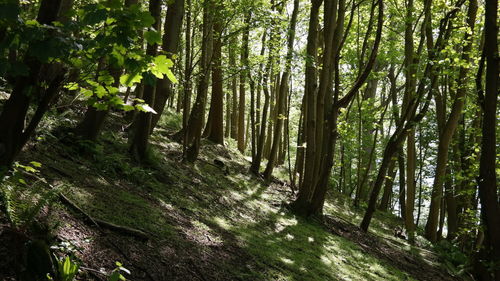 Trees growing in forest