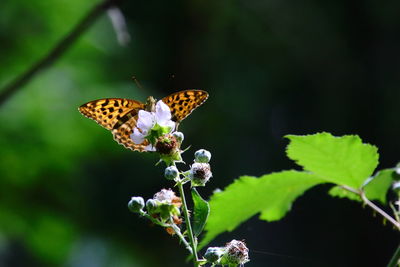 Close-up of butterfly pollinating on flower