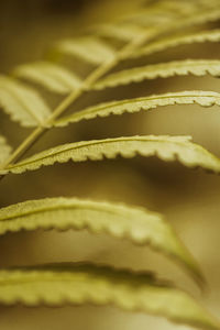 Macro shot of banana leaf