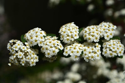 Close-up of white flowering plants