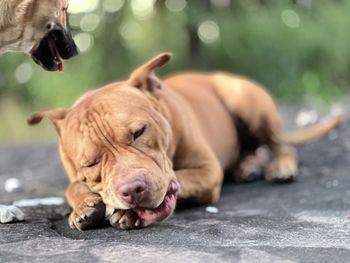 Close-up of dog