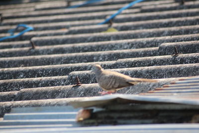 View of bird perching