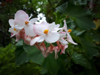 Close-up of flowers blooming on tree