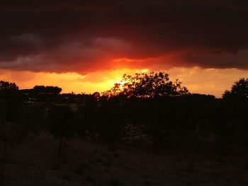 Silhouette trees in forest against sky during sunset