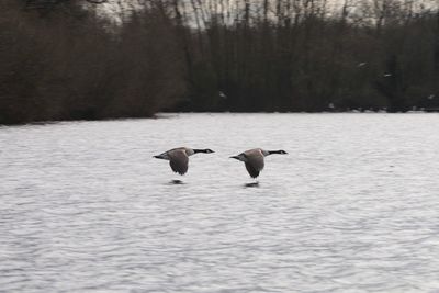 Ducks on snow covered landscape