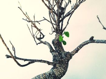 Low angle view of bare tree against clear sky