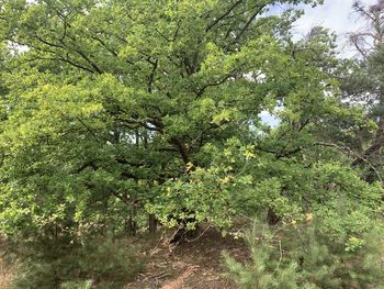 Tree in forest