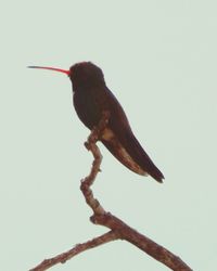 Low angle view of bird perching on branch against sky