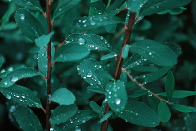 Close-up of wet plant leaves during rainy season