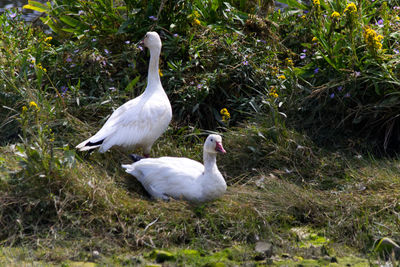 White swan on grass