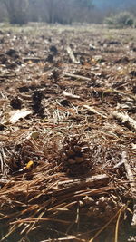 Close-up of dried plant on field in forest