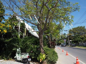 Street amidst trees against sky in city