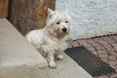 Portrait of west highland white terrier dog sitting in the staircase