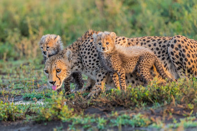 Cheetah male walking and looking for prey