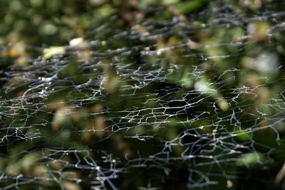 Close-up of spider web on tree