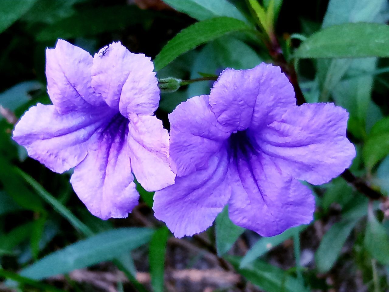 CLOSE-UP OF PURPLE FLOWER