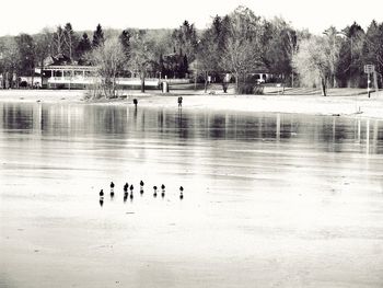 Birds swimming in lake against sky