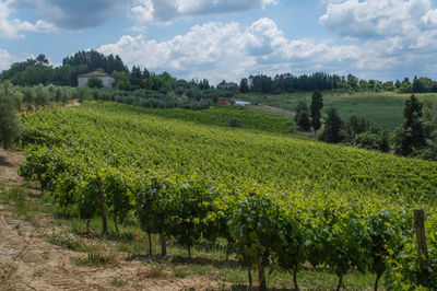   view of agricultural field against sky in tuscany