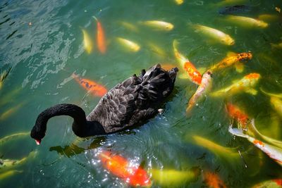 High angle view of koi carps swimming in lake