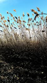 Close-up of grass on field against sky