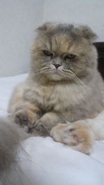 Cat looking away