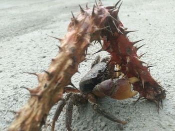 High angle view of dry leaves on ground