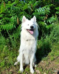 Dog on grass
