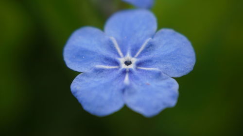 Close-up of purple blue flower