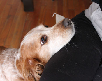 Close-up portrait of a dog