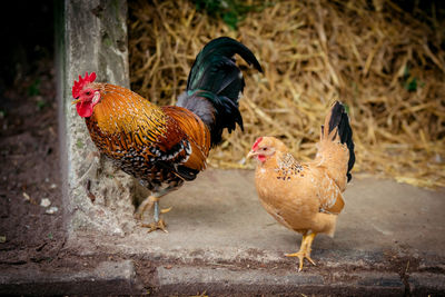 Close-up of rooster