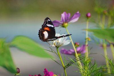 Close-up of butterfly pollinating on pink flower