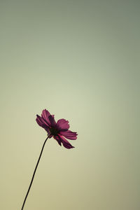 Close-up of pink flower against clear sky