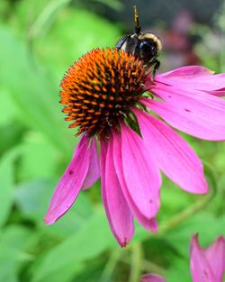 Close-up of honey bee on coneflower