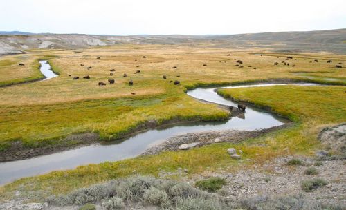 Herd of american bison grazing by stream on grassy field against clear sky at yellowstone national park