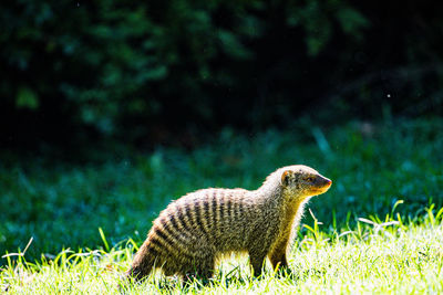 animal
