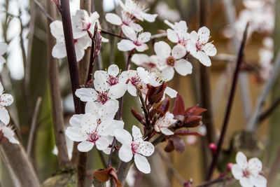 Close-up of pink flowers blooming on tree