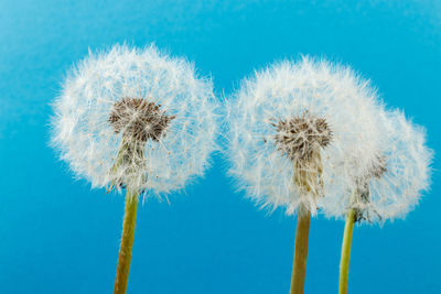 Close-up of dandelion against blue background