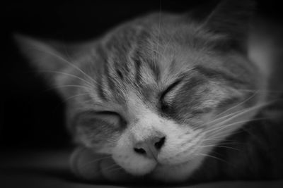 Close-up of cat sleeping